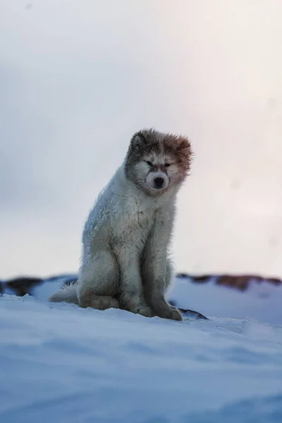 かわいいグリーンランドのそり犬の子犬が雪の中に座って — ストック写真