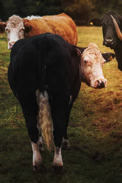 Αγέλη Αγελάδων Στην Ουαλία — Φωτογραφία Αρχείου