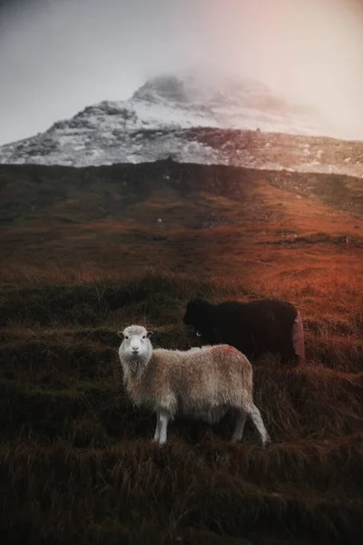 Färöer Schafe Auf Dem Feld — Stockfoto
