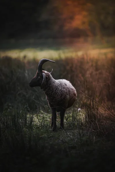 Мэнская Овца Поле — стоковое фото