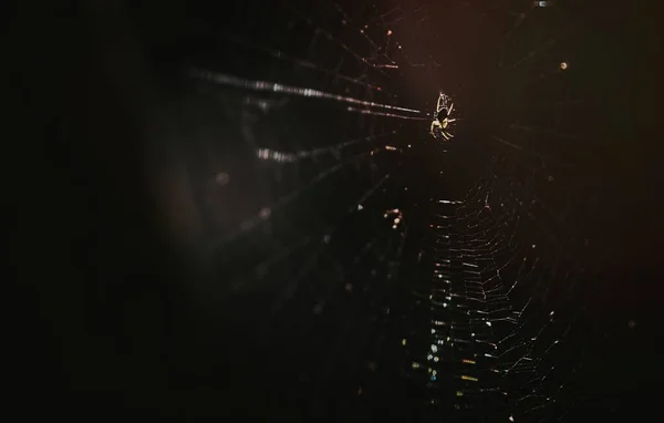 Nahaufnahme Eines Spinnennetzes — Stockfoto