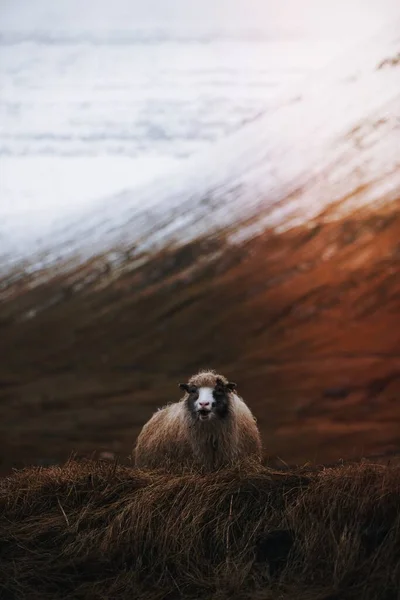 Moutons Féroces Dans Les Champs — Photo