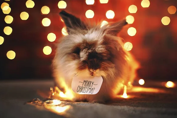 有圣诞灯的狮子头兔子 图库照片