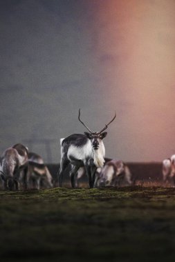 İzlanda 'nın güney kıyısında İzlanda ren geyikleri