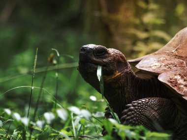 Galapagos kaplumbağasının yakın çekimi.