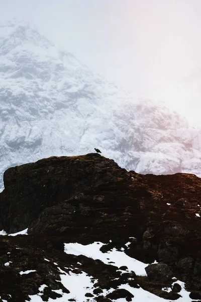 Білий Хвіст Орла Острові Лофотен Норвегія — стокове фото