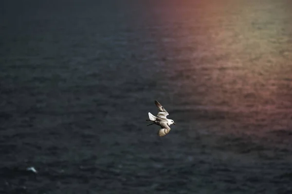 Seagull Bird Flying Atlantic Ocean — Stock Photo, Image