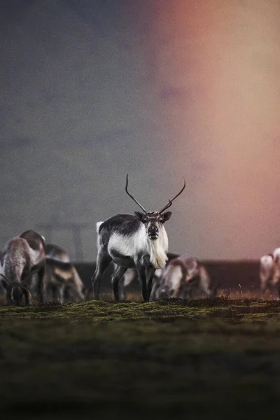 冰岛南部海岸的冰岛驯鹿 — 图库照片
