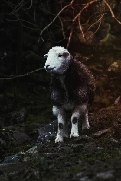 Schafe Auf Dem Feld Auf Einem Bauernhof — Stockfoto