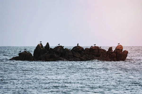 Стая Птиц Скалах Море — стоковое фото