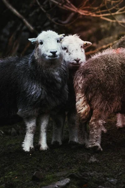 Schafe Auf Dem Feld Auf Einem Bauernhof — Stockfoto