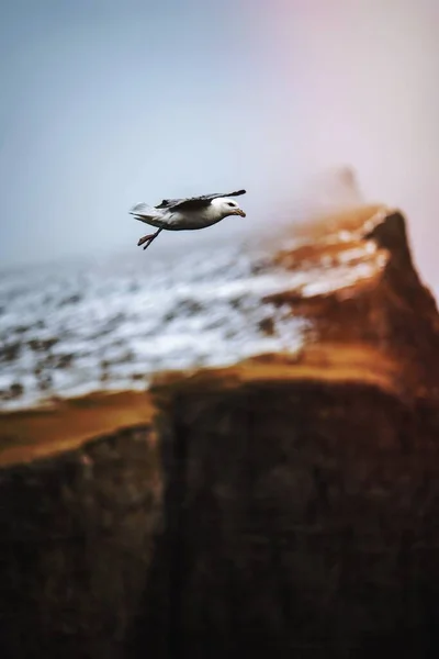 Seagull Flying Cliffs Faroe Island — Photo