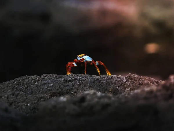 Crabe Sally Lightfoot Sur Une Rive Des Îles Galpagos Équateur — Photo