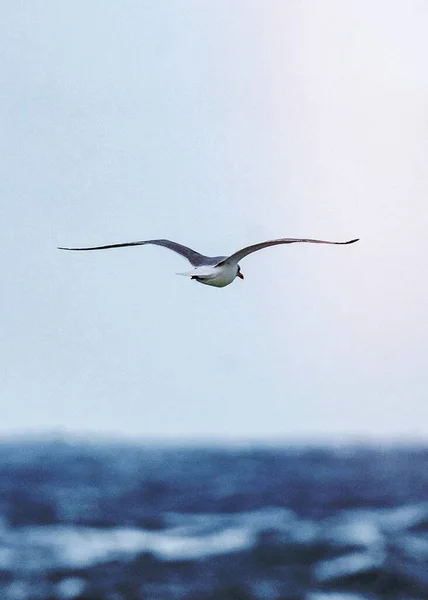 Oiseau Mouette Survolant Océan Atlantique — Photo