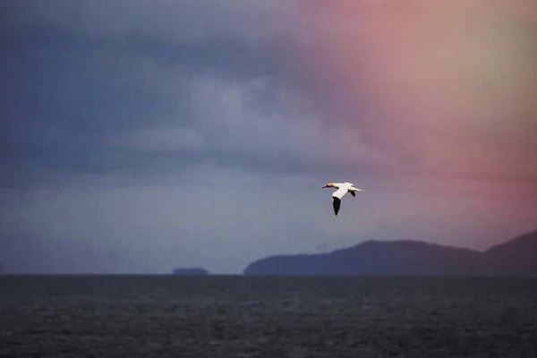 Gannet Flying Blue Misty Sky — Fotografia de Stock
