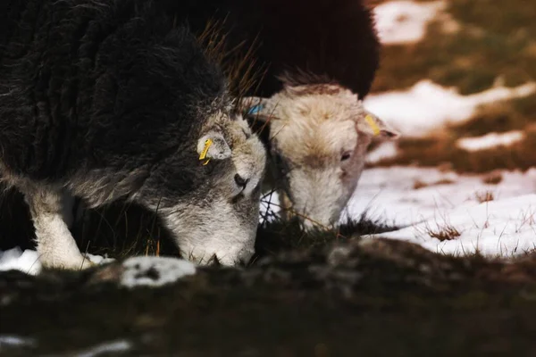Herdwick Schafe Verschneiten Lake District Schottland — Stockfoto