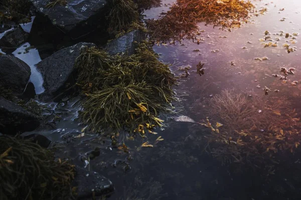 Морские Растения Скалистом Берегу — стоковое фото