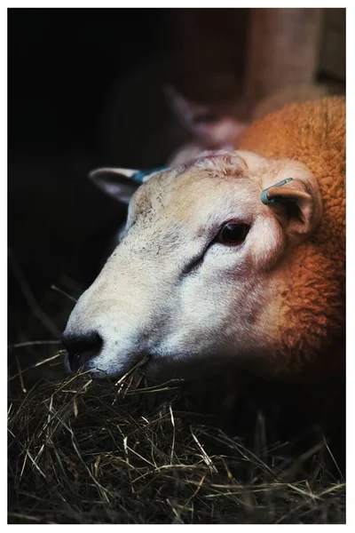 Ovelhas Comendo Palha Uma Caneta — Fotografia de Stock