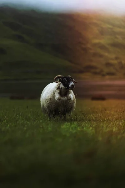 Moutons Blackface Écossais Talisker Bay Sur Île Skye Écosse — Photo