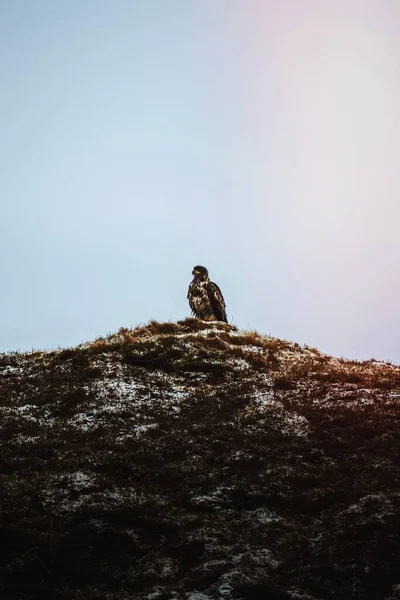 Seeadler Auf Den Lofoten Norwegen — Stockfoto