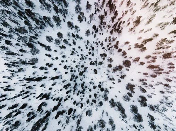 Luftaufnahme Eines Verschneiten Waldes — Stockfoto