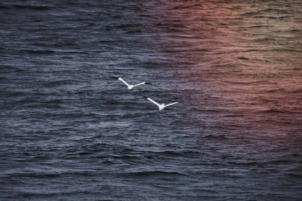Gannets Flying Blue Sea — Stock Photo, Image