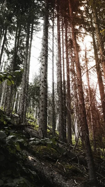 Bosque Preservado Chamonix Valley Fondo Pantalla Del Teléfono Móvil — Foto de Stock