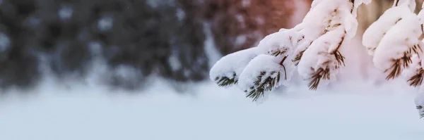 Κοντινό Πλάνο Χιονισμένων Δέντρων Στο Εθνικό Πάρκο Riisitunturi Φινλανδία — Φωτογραφία Αρχείου