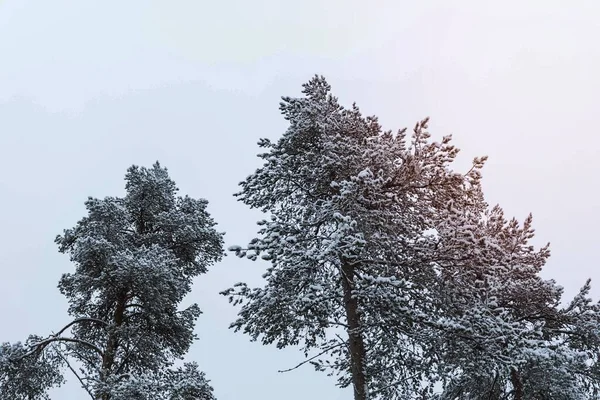 Scénický Borový Les Pokrytý Sněhem Národním Parku Oulanka Finsko — Stock fotografie