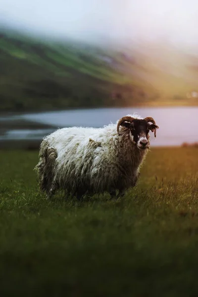 スコットランドのスカイ島のTalisker Bayのスコティッシュブラックフェイスの羊 — ストック写真
