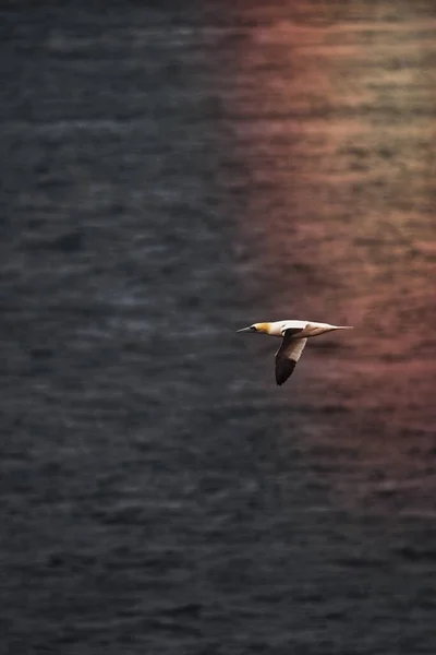Gannet Letí Nad Modrým Mořem — Stock fotografie