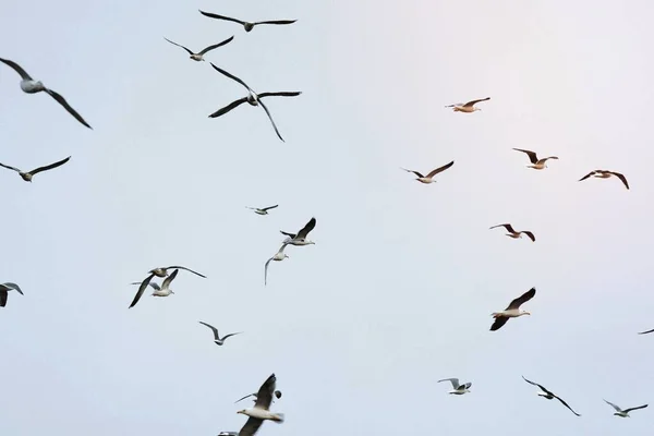 Kolonie Von Möwen Die Den Adlern Über Den Lofoten Entfliehen — Stockfoto