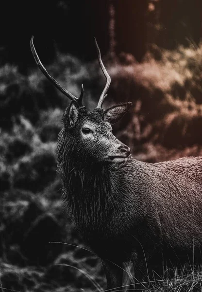 Deer Glen Etive Scotland — Stock Photo, Image