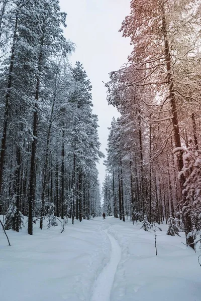 Mulher Trekking Através Neve Lapônia Finlândia — Fotografia de Stock