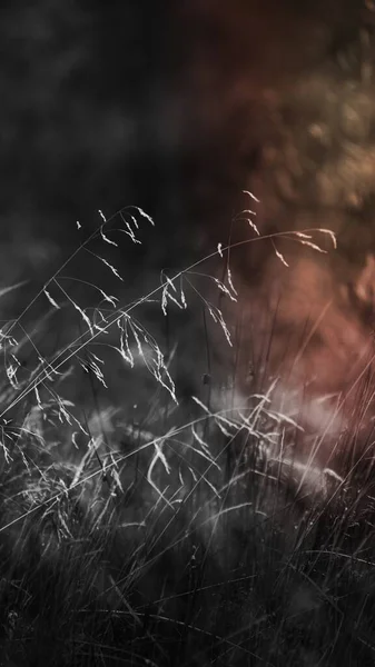 Grayscale Grass Mobile Phone Wallpaper — Stock Photo, Image