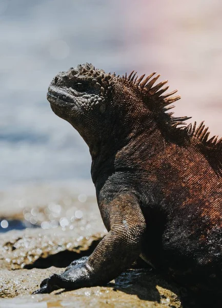 Galapagos Adaları Ekvador Daki Bir Deniz Iguanası — Stok fotoğraf