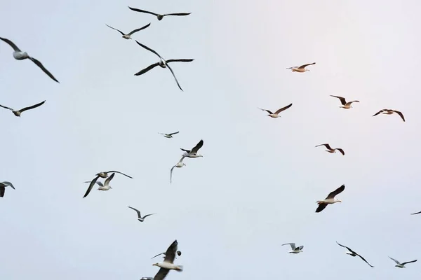 Colonia Gaviotas Volando Lejos Águilas Sobre Isla Lofoten Noruega Imágenes de stock libres de derechos