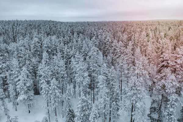 Pinhal Panorâmico Coberto Neve Parque Nacional Oulanka Finlândia — Fotografia de Stock
