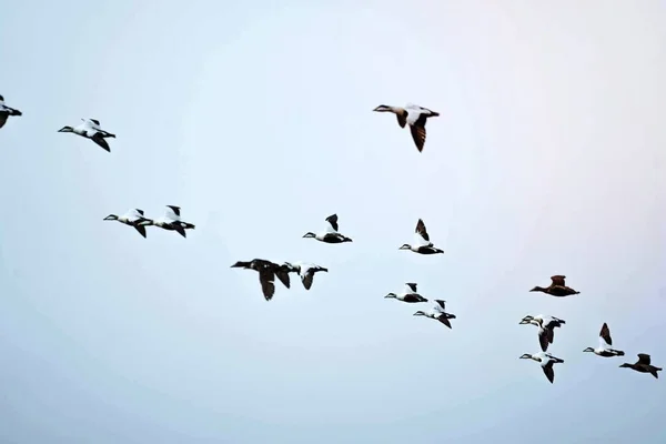 Troupeau Oiseaux Marins Volant Dans Ciel — Photo
