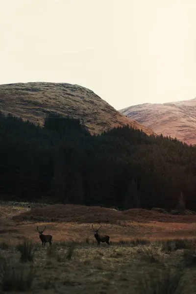 苏格兰一个田野里的鹿群放牧 — 图库照片