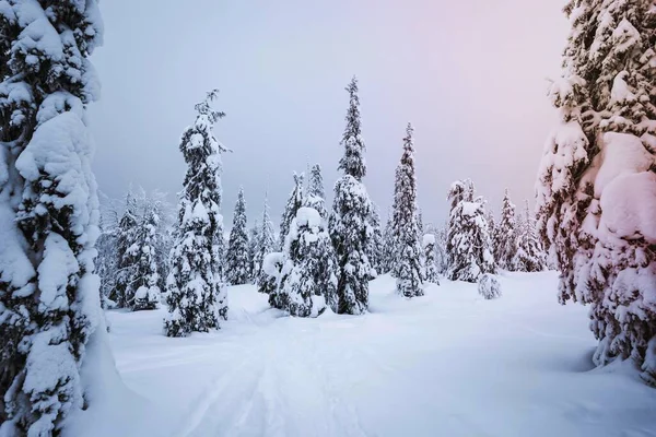 Εκχιονιστικά Δέντρα Που Καλύπτονται Από Χιόνι Στο Εθνικό Πάρκο Riisitunturi — Φωτογραφία Αρχείου