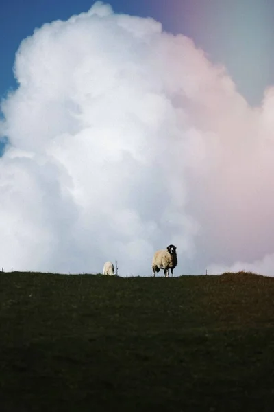 Swaledale Sheep Farm Lake District Scotland — Stock Photo, Image