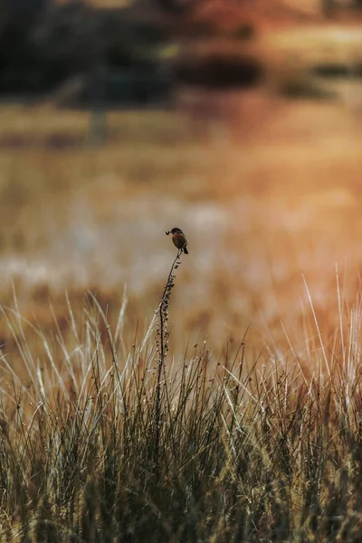 Kuru Bir Kış Tarlasında Vahşi Bir Kuş — Stok fotoğraf
