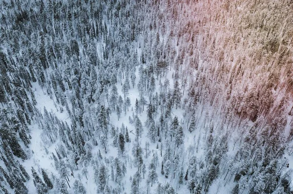 Malowniczy Las Sosnowy Pokryty Śniegiem Parku Narodowym Oulanka Finlandia — Zdjęcie stockowe