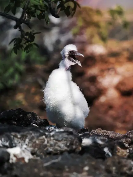 厄瓜多尔加拉帕戈斯群岛的Nazca Booby小鸡 — 图库照片