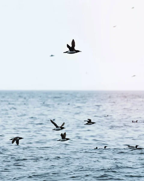 Rebanho Guillemots Voando Sobre Mar — Fotografia de Stock