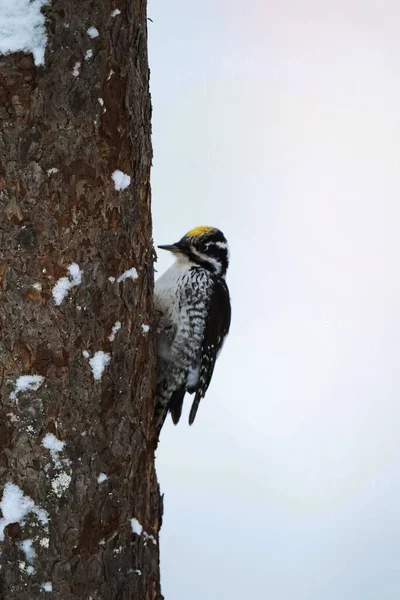 Pájaro Carpintero Tres Dedos Árbol Parque Nacional Oulanka Finlandia — Foto de Stock