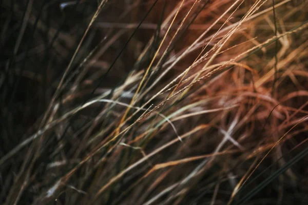 秋の枯草 — ストック写真