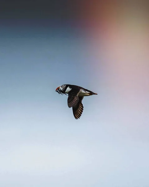 Puffin Voador Sobre Ilha Farne Northumberland Inglaterra — Fotografia de Stock