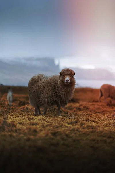 法罗群岛的法罗群岛羊 — 图库照片